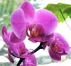 Аватар для Дикая Орхидея