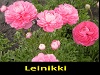 Аватар для Leinikki